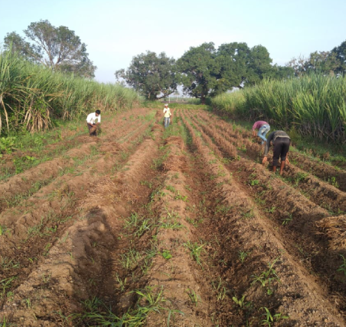 Happy farmer of sat2farm user